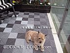 55室外陽臺(tái)地磚圖片,陽臺(tái)地磚\露天陽臺(tái)地磚,陽臺(tái)地磚品牌「DDK-BBS8008-TR」